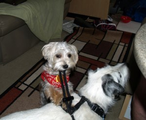 Louie getting Roscoe ready for a walk in the Coach House.