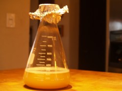 Yeast Starter in Erlenmeyer flask.